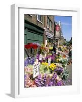 Sunday Flower Market, Columbia Road, London, England, United Kingdom-Lousie Murray-Framed Photographic Print