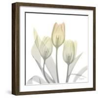 Sunday Morning Tulips Two-Albert Koetsier-Framed Photographic Print