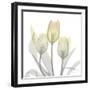 Sunday Morning Tulips Two-Albert Koetsier-Framed Photographic Print