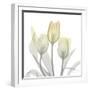 Sunday Morning Tulips Two-Albert Koetsier-Framed Photographic Print