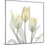 Sunday Morning Tulips Two-Albert Koetsier-Mounted Photographic Print