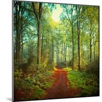 Sunday Morning Walk-Dirk Wuestenhagen-Mounted Art Print