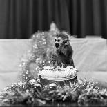 Pip the Squirrel Monkey-Sunday People-Photographic Print