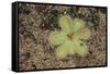 Sundew Plant-DLILLC-Framed Stretched Canvas