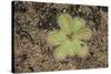 Sundew Plant-DLILLC-Stretched Canvas