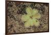 Sundew Plant-DLILLC-Framed Photographic Print