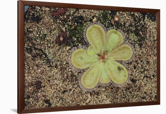 Sundew Plant-DLILLC-Framed Photographic Print