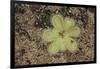 Sundew Plant-DLILLC-Framed Photographic Print