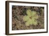 Sundew Plant-DLILLC-Framed Photographic Print