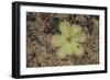 Sundew Plant-DLILLC-Framed Photographic Print