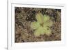 Sundew Plant-DLILLC-Framed Photographic Print