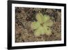 Sundew Plant-DLILLC-Framed Photographic Print