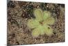 Sundew Plant-DLILLC-Mounted Photographic Print