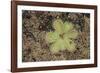 Sundew Plant-DLILLC-Framed Photographic Print