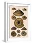 Sundial Shells-G.b. Sowerby-Framed Giclee Print