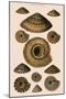 Sundial Shells-G.b. Sowerby-Mounted Giclee Print