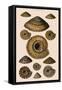 Sundial Shells-G.b. Sowerby-Framed Stretched Canvas