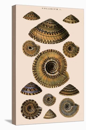 Sundial Shells-G.b. Sowerby-Stretched Canvas