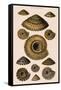 Sundial Shells-G.b. Sowerby-Framed Stretched Canvas