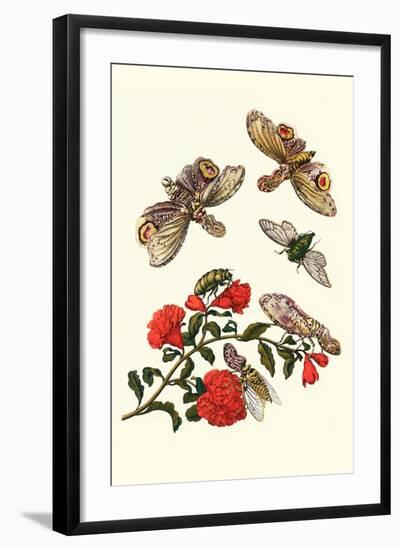 Sundown Cicada and a Peanut-Headed Lantern Fly-Maria Sibylla Merian-Framed Art Print