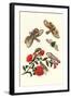 Sundown Cicada and a Peanut-Headed Lantern Fly-Maria Sibylla Merian-Framed Art Print