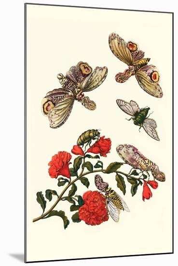 Sundown Cicada and a Peanut-Headed Lantern Fly-Maria Sibylla Merian-Mounted Art Print