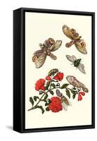 Sundown Cicada and a Peanut-Headed Lantern Fly-Maria Sibylla Merian-Framed Stretched Canvas