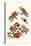 Sundown Cicada and a Peanut-Headed Lantern Fly-Maria Sibylla Merian-Stretched Canvas