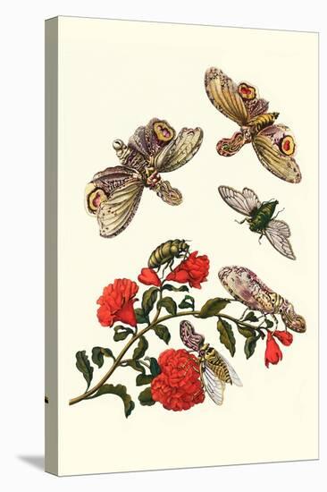 Sundown Cicada and a Peanut-Headed Lantern Fly-Maria Sibylla Merian-Stretched Canvas