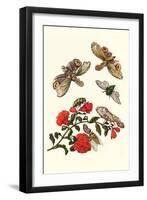 Sundown Cicada and a Peanut-Headed Lantern Fly-Maria Sibylla Merian-Framed Art Print