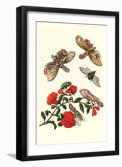 Sundown Cicada and a Peanut-Headed Lantern Fly-Maria Sibylla Merian-Framed Art Print