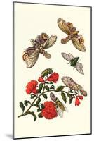 Sundown Cicada and a Peanut-Headed Lantern Fly-Maria Sibylla Merian-Mounted Art Print