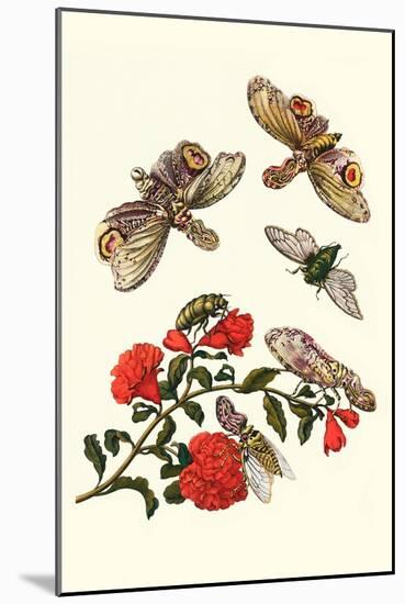 Sundown Cicada and a Peanut-Headed Lantern Fly-Maria Sibylla Merian-Mounted Art Print