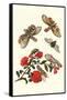 Sundown Cicada and a Peanut-Headed Lantern Fly-Maria Sibylla Merian-Framed Stretched Canvas