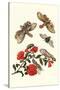 Sundown Cicada and a Peanut-Headed Lantern Fly-Maria Sibylla Merian-Stretched Canvas