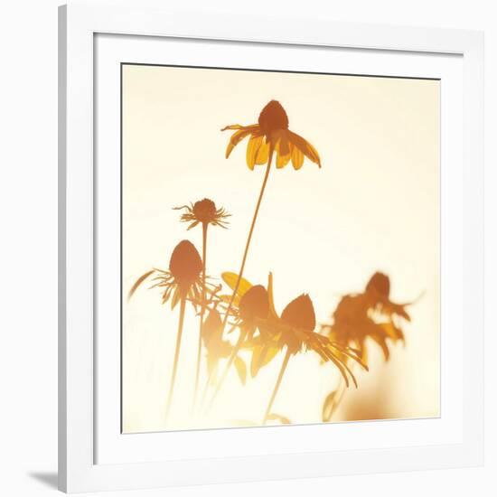 Sundown Flowers-Mandy Lynne-Framed Art Print