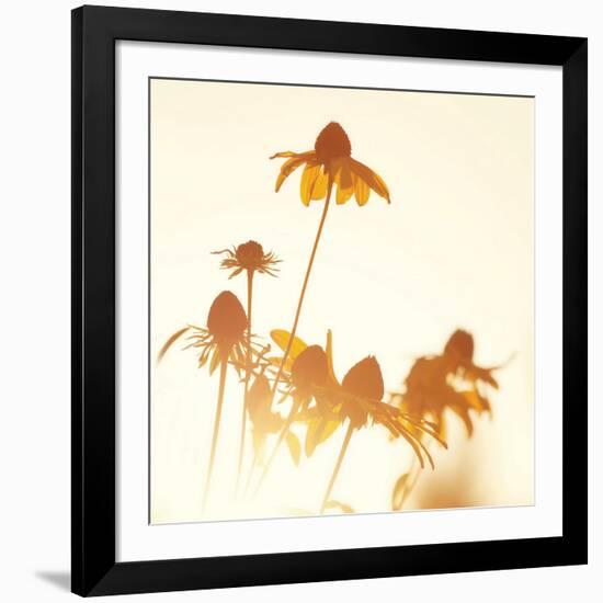 Sundown Flowers-Mandy Lynne-Framed Art Print