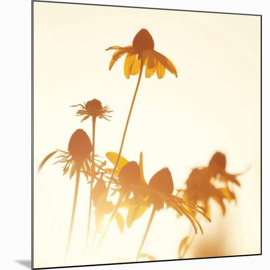 Sundown Flowers-Mandy Lynne-Mounted Art Print