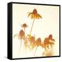 Sundown Flowers-Mandy Lynne-Framed Stretched Canvas