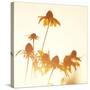 Sundown Flowers-Mandy Lynne-Stretched Canvas