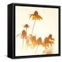 Sundown Flowers-Mandy Lynne-Framed Stretched Canvas