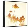 Sundown Flowers-Mandy Lynne-Framed Stretched Canvas