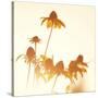 Sundown Flowers-Mandy Lynne-Stretched Canvas