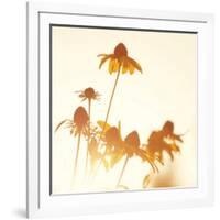 Sundown Flowers-Mandy Lynne-Framed Art Print