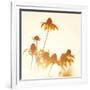 Sundown Flowers-Mandy Lynne-Framed Art Print