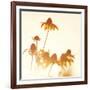 Sundown Flowers-Mandy Lynne-Framed Art Print