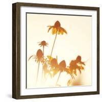 Sundown Flowers-Mandy Lynne-Framed Art Print