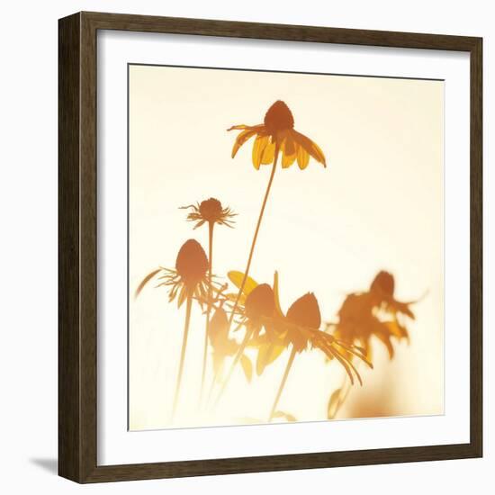 Sundown Flowers-Mandy Lynne-Framed Art Print