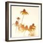 Sundown Flowers-Mandy Lynne-Framed Art Print