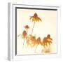 Sundown Flowers-Mandy Lynne-Framed Art Print